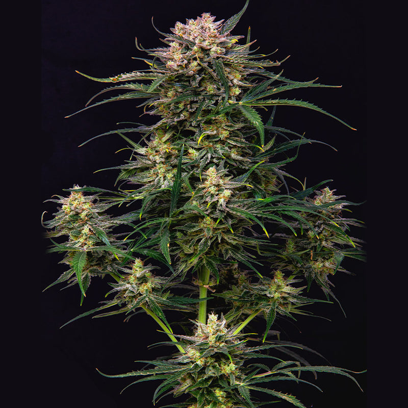 COOKIE AUTO X3 BUDDHA SEEDS-5