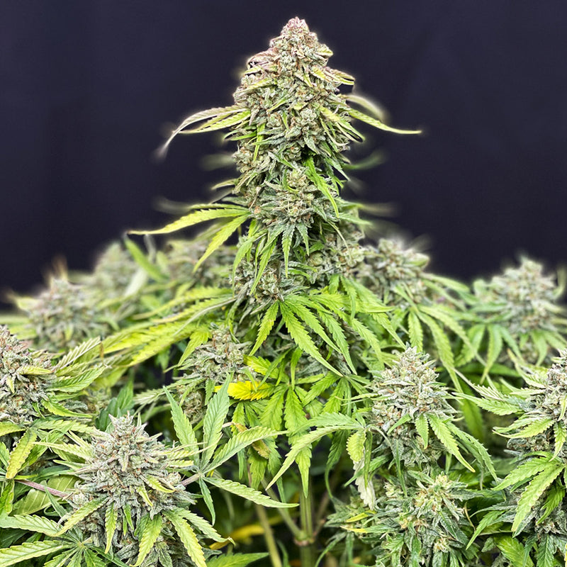 COOKIE AUTO X3 BUDDHA SEEDS-4