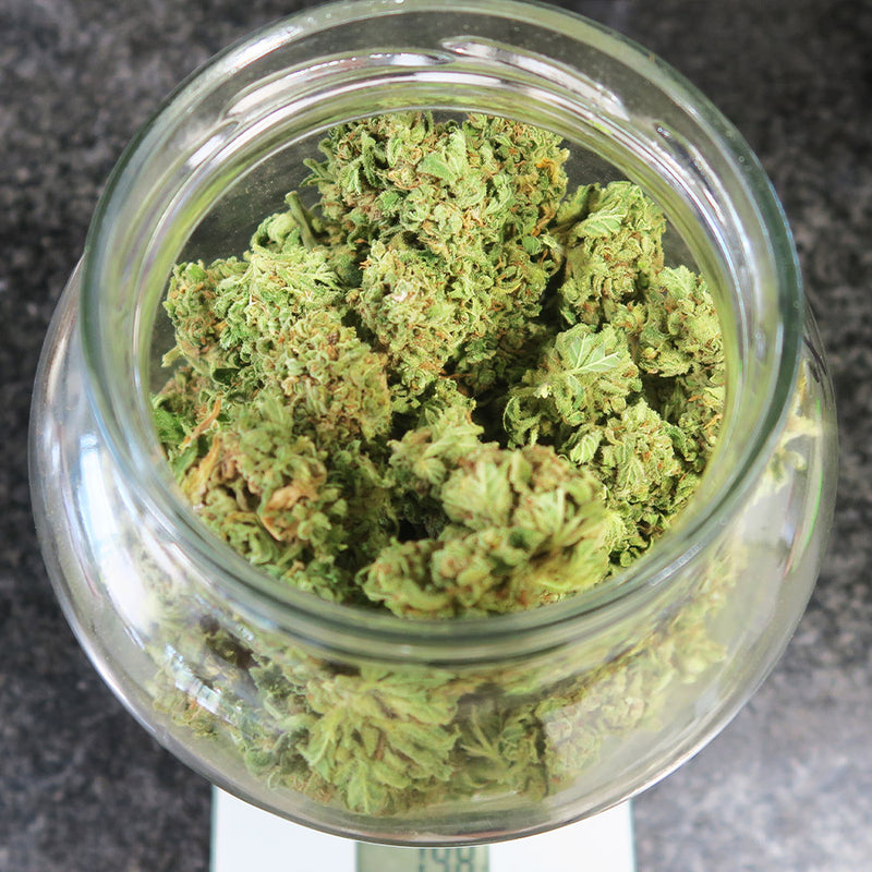 COOKIE AUTO X3 BUDDHA SEEDS-7