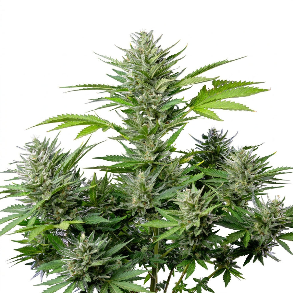 TANGIE USA AUTO X3+1 - BUDDHA SEEDS