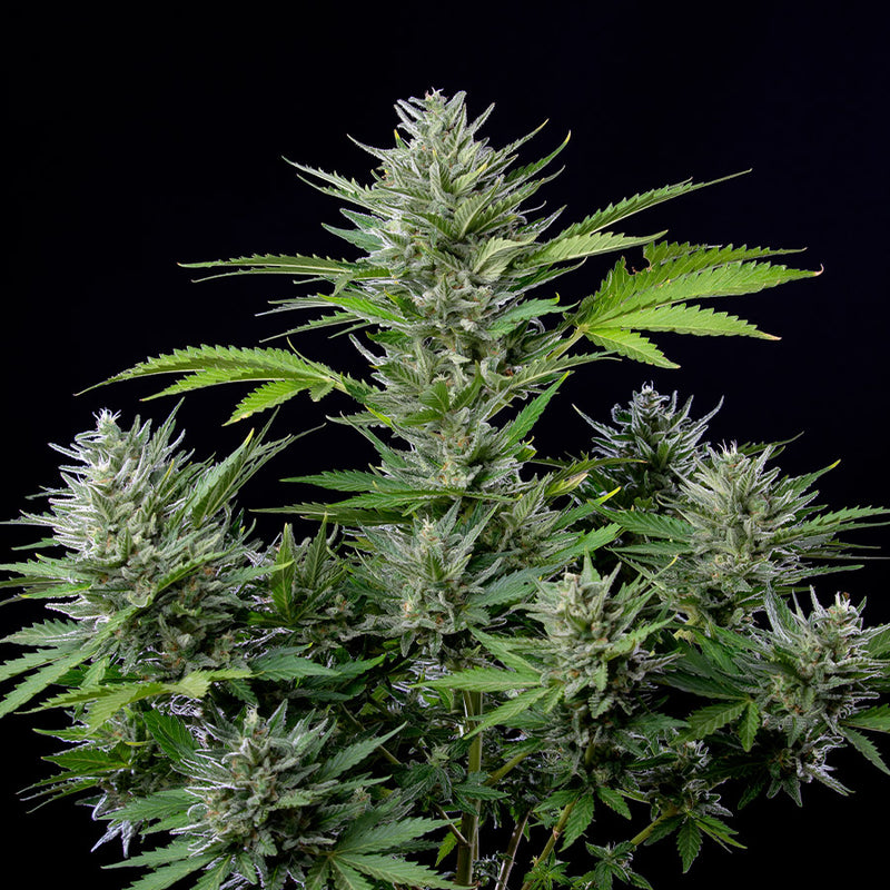 TANGIE AUTO X3 BUDDHA SEEDS-3