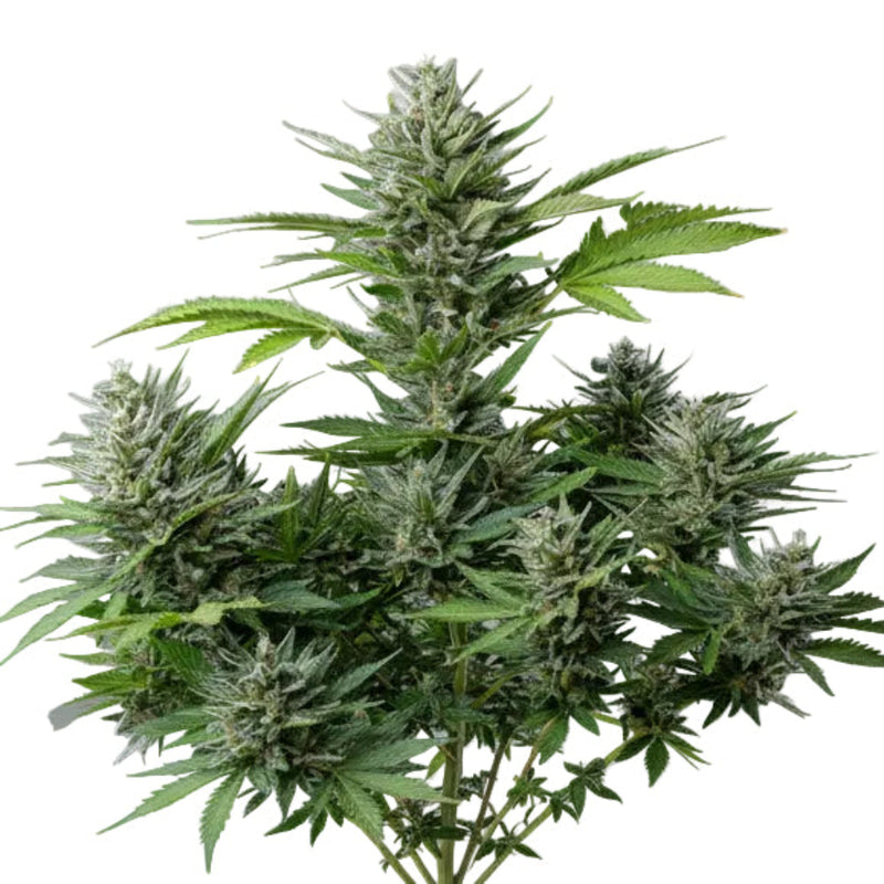 Tangie Auto GRANELSEEDS-1