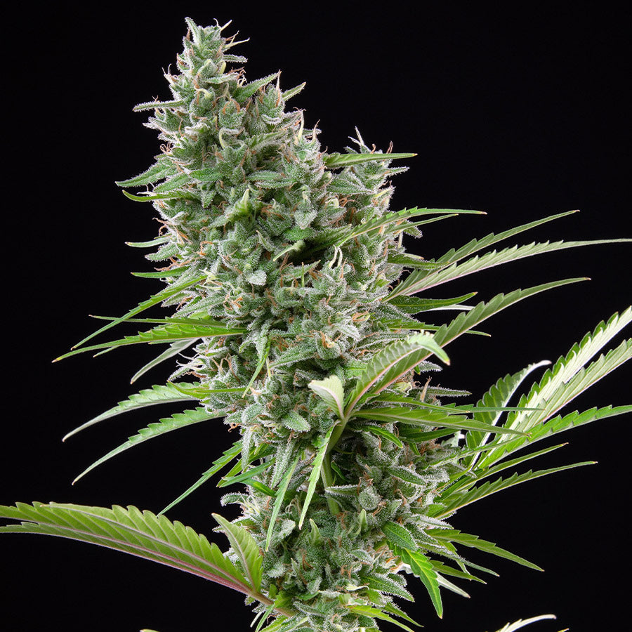 ZKITT AUTO X3 BUDDHA SEEDS