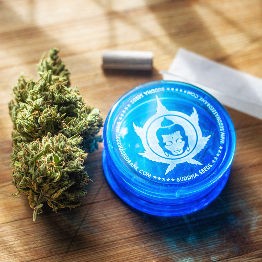 ZKITT AUTO X3 BUDDHA SEEDS