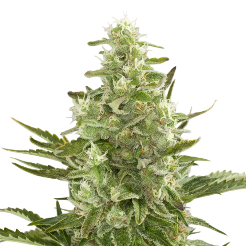 CRITICAL AUTO - GRANELSEEDS-3