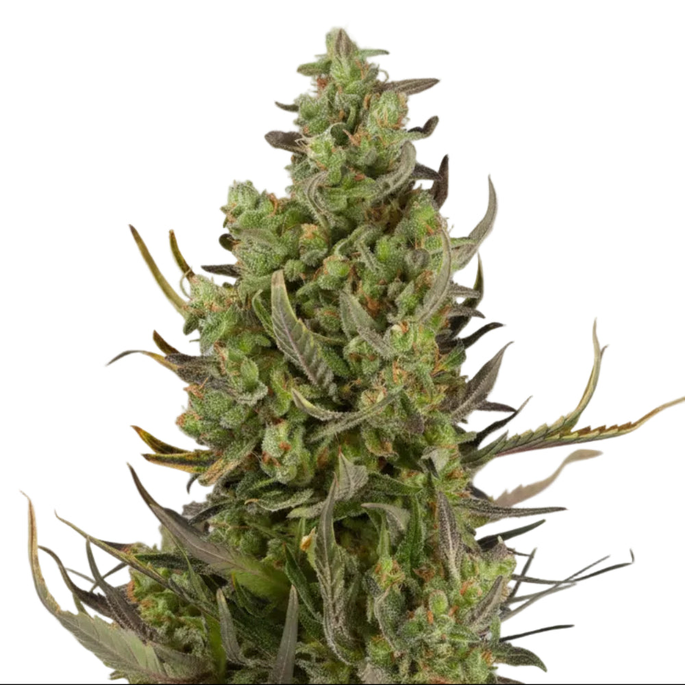 Critical Auto GRANELSEEDS