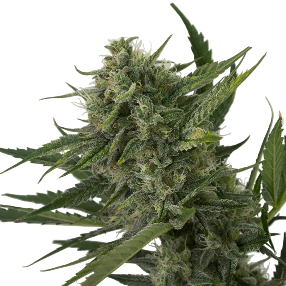 OG KUSH AUTO - GRANELSEEDS