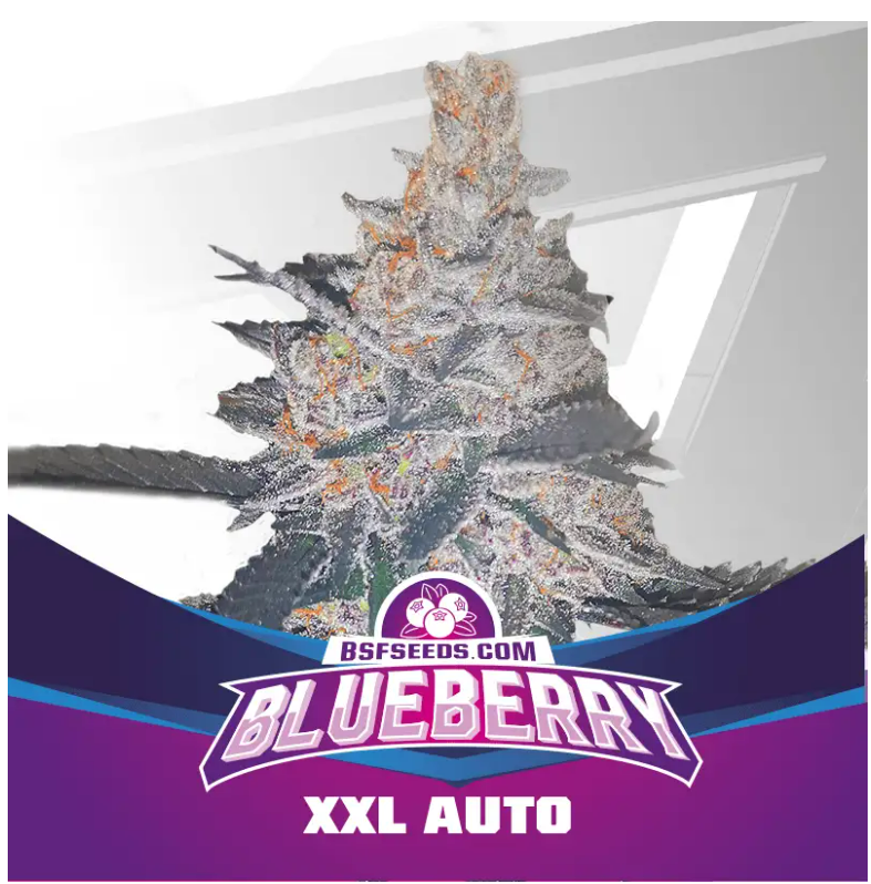 BLUEBERRY XXL AUTO X100 BSF SEEDS