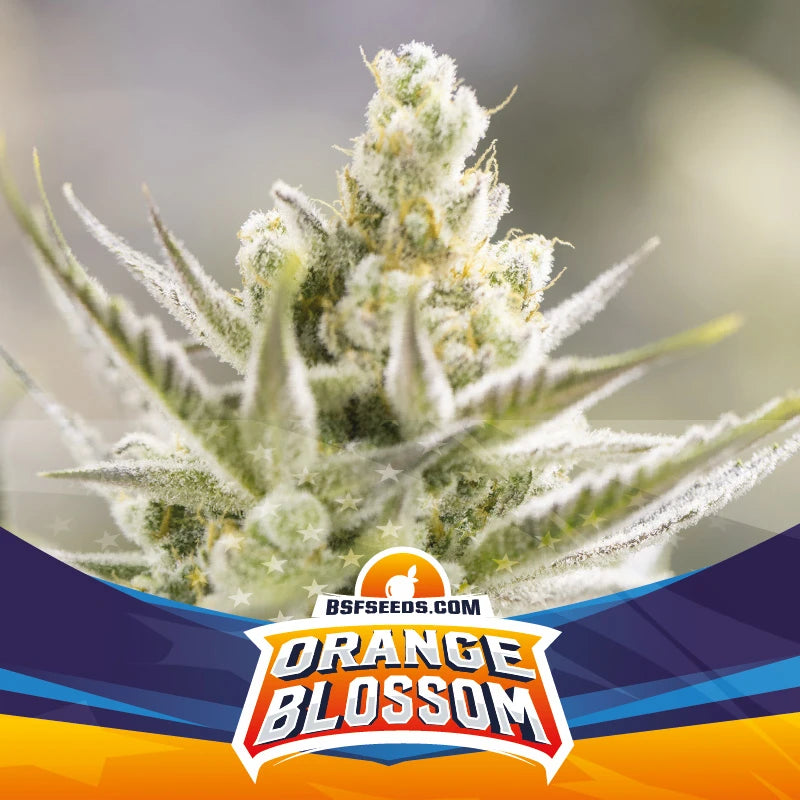 ORANGE BLOSSOM XXL AUTO X2 BSF SEEDS-4