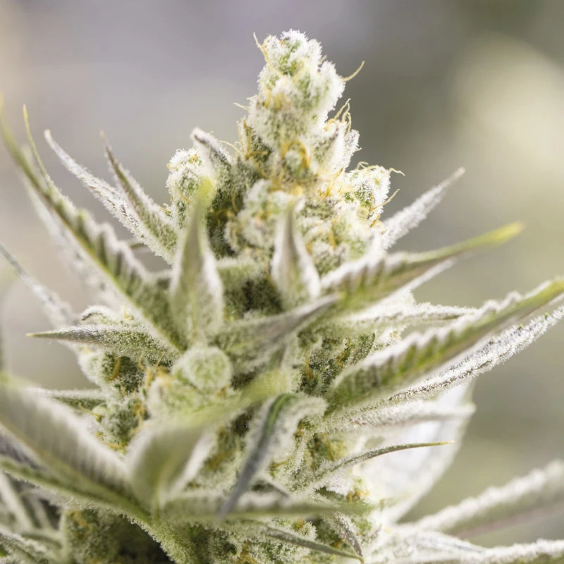 ORANGE BLOSSOM XXL AUTO X12 BSF SEEDS