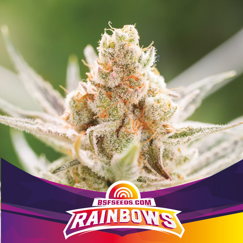 RAINBOWS FEM X4 BSF SEEDS-1