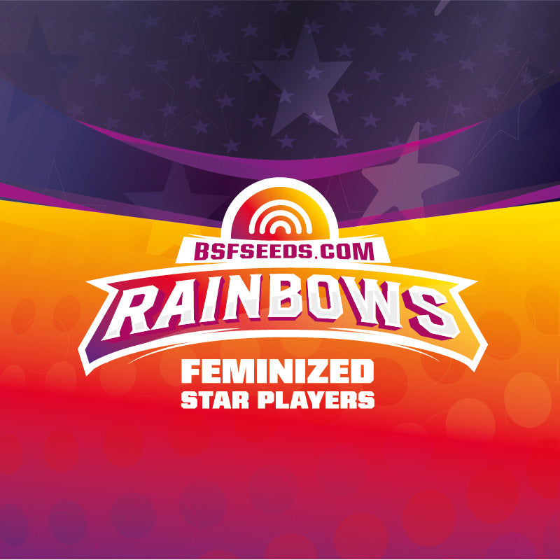 RAINBOWS FEM X4 BSF SEEDS-4