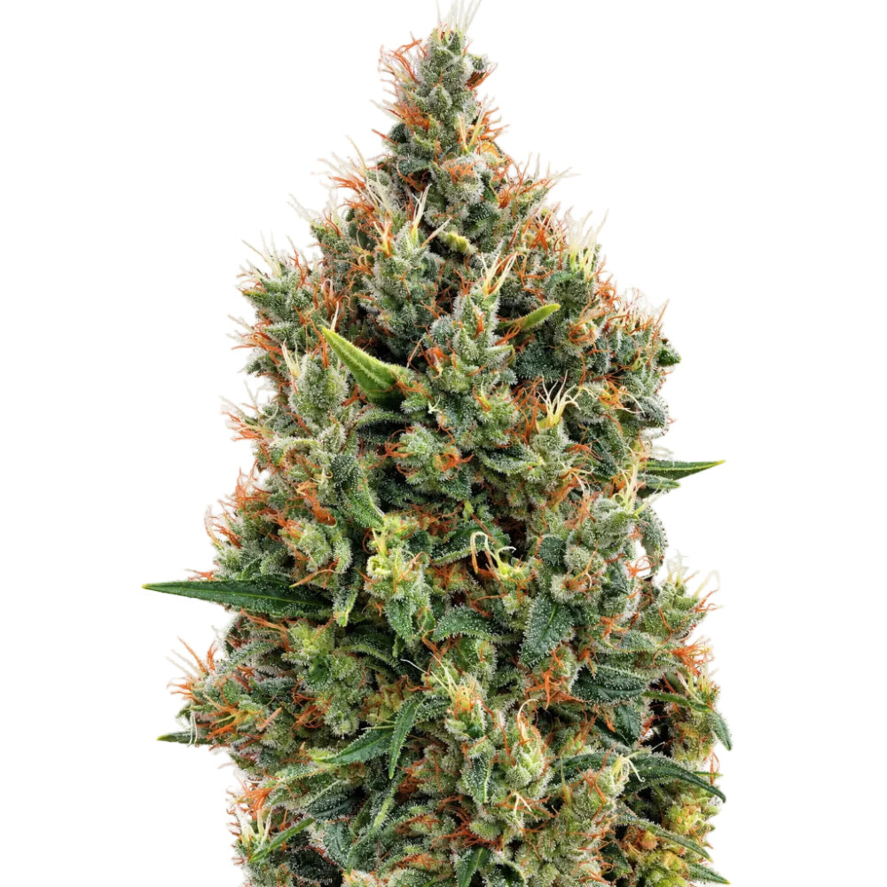 BIG BANG AUTO X3 - GREEN HOUSE SEED