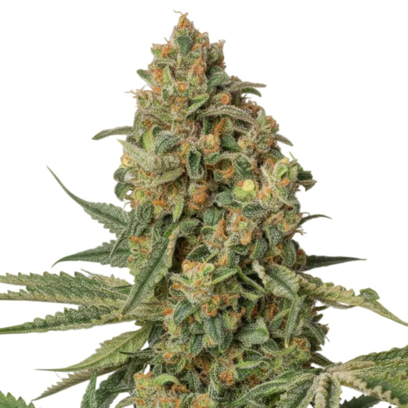 BRUCE BANNER FEM - GRANELSEEDS-1