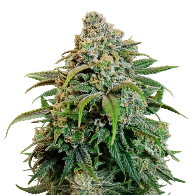 TUTTI DISFRUTTI AUTO-3