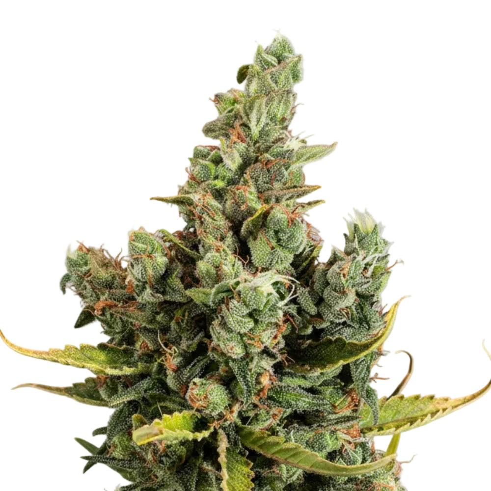 CHEESE FEM - GRANELSEEDS-2