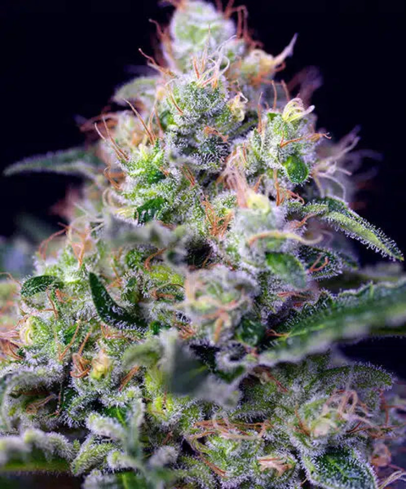 CREAM CARAMEL F1 X25 - SWEET SEEDS-1