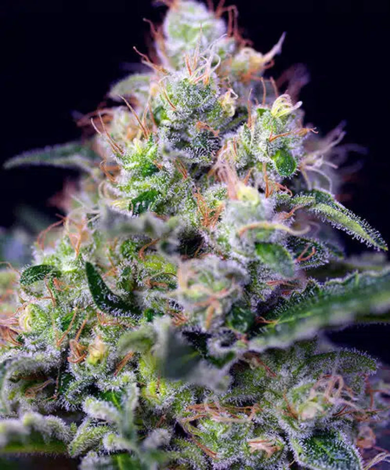 CREAM CARAMEL F1 X25 - SWEET SEEDS-1
