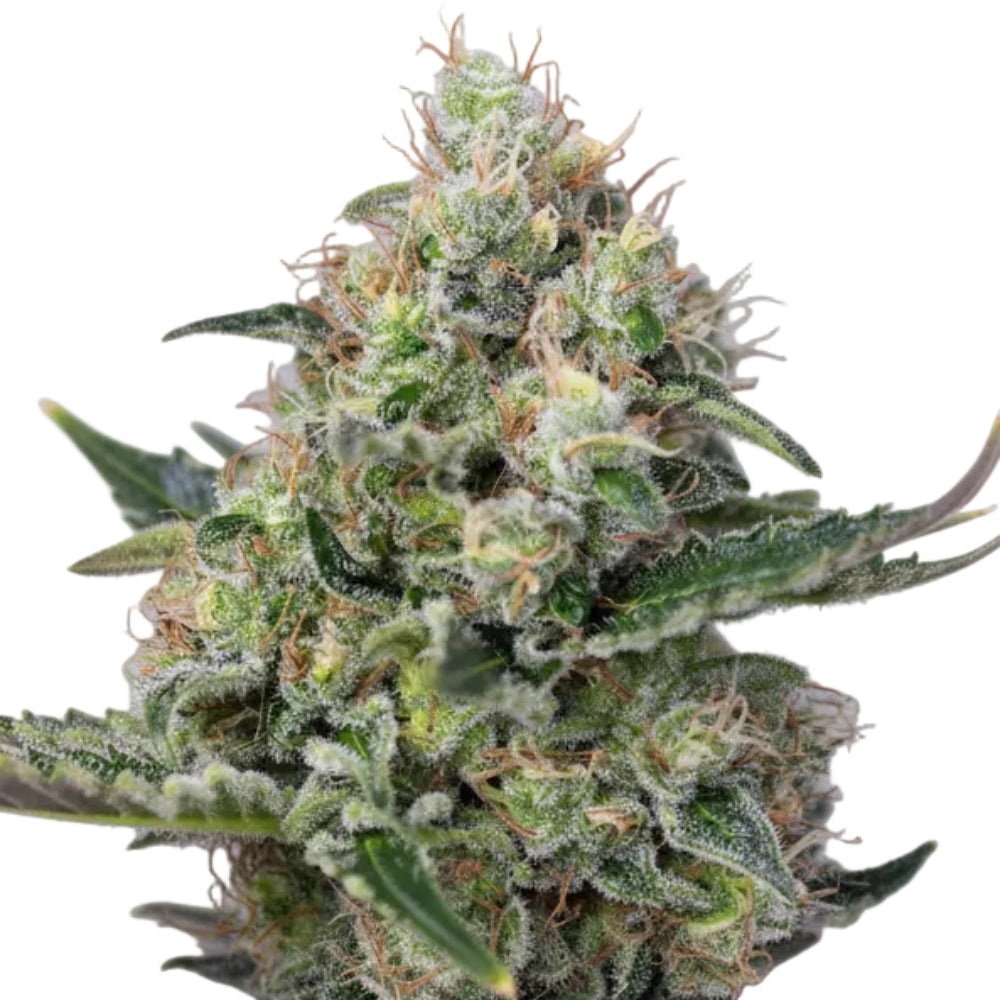 CREAM CARAMEL FEM - GRANELSEEDS-1