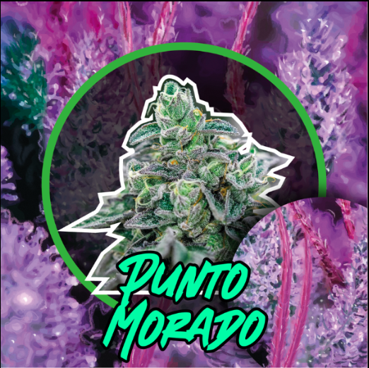 PUNTO MORADO FEM X4 DELIRIUM SEEDS