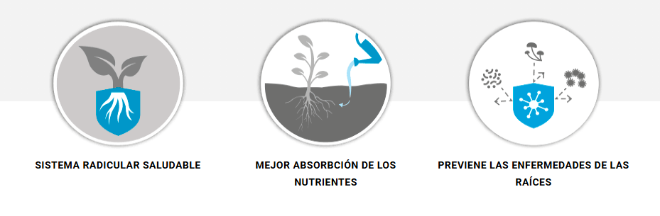 ROOT C 100ML - ATAMI