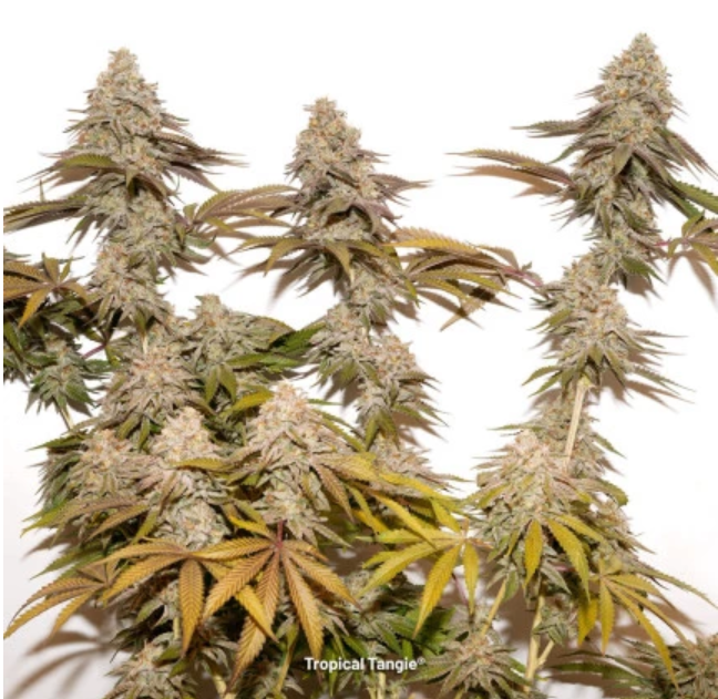 TROPICAL TANGIE X3 FEM DUTCH PASSION