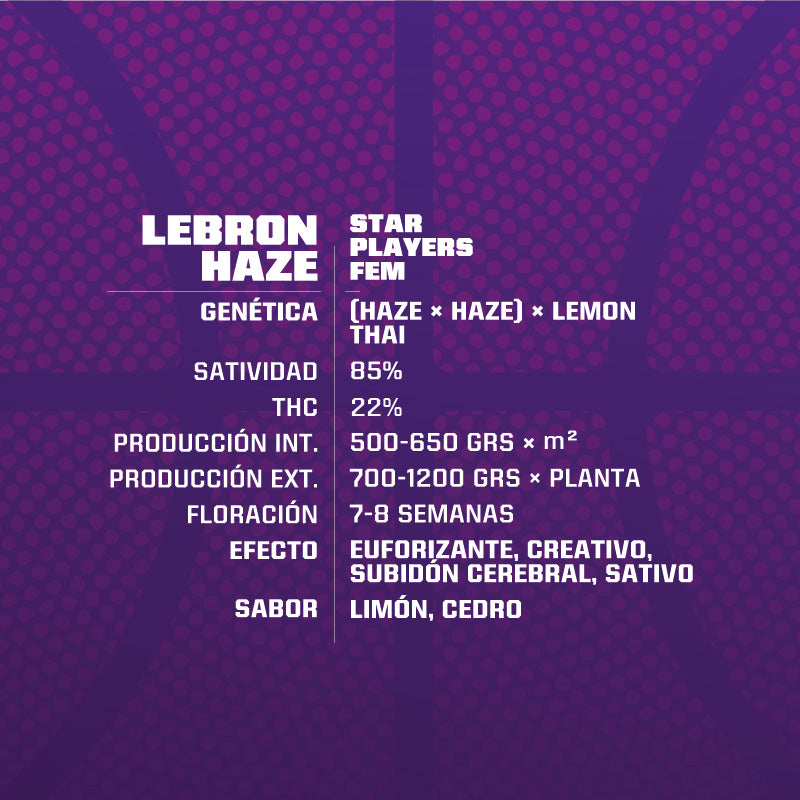 LEBRON HAZE FEM X12 BSF SEEDS