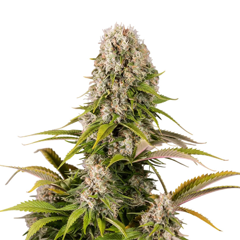 Petróleo Cookie Auto GRANELSEEDS-2