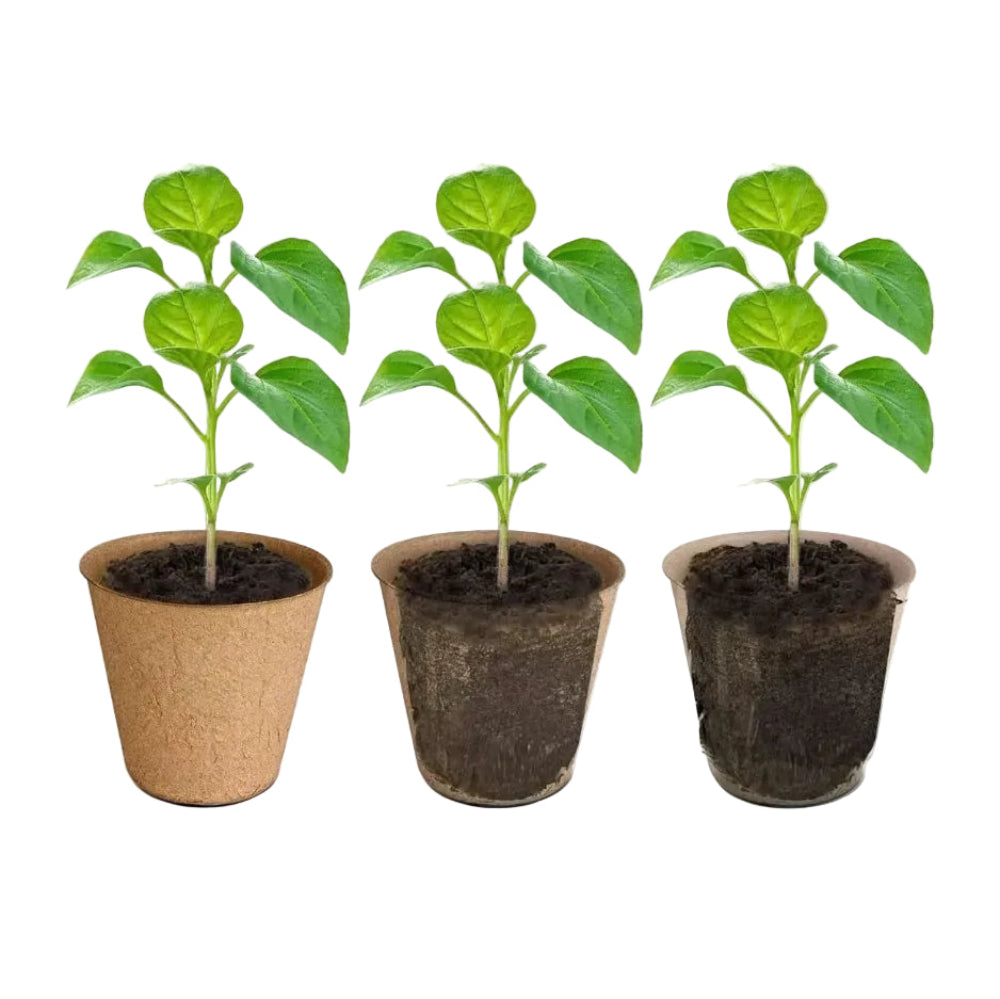 MACETA DE TURBA 2.2L BIODEGRADABLE-2