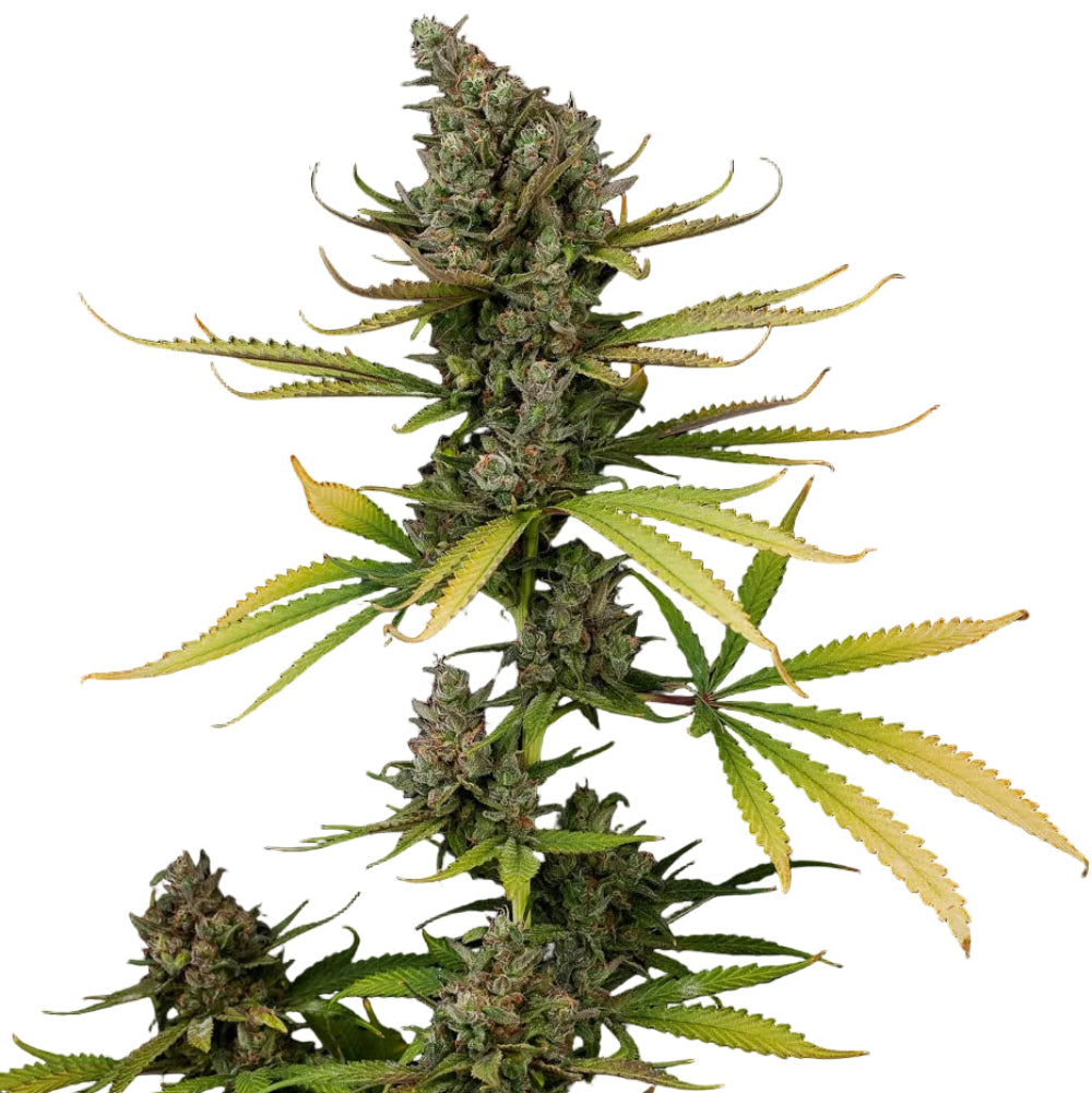 CHEESE FEM - GRANELSEEDS-3