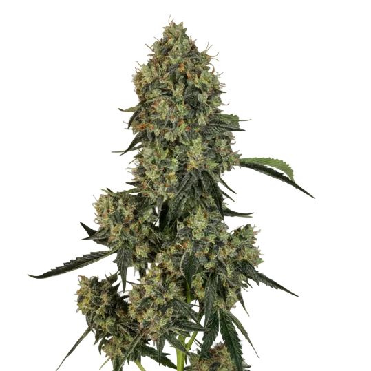 OG KUSH GRANELSEEDS-2