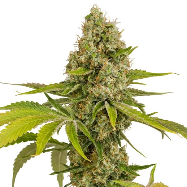 OG KUSH FEM GRANELSEEDS