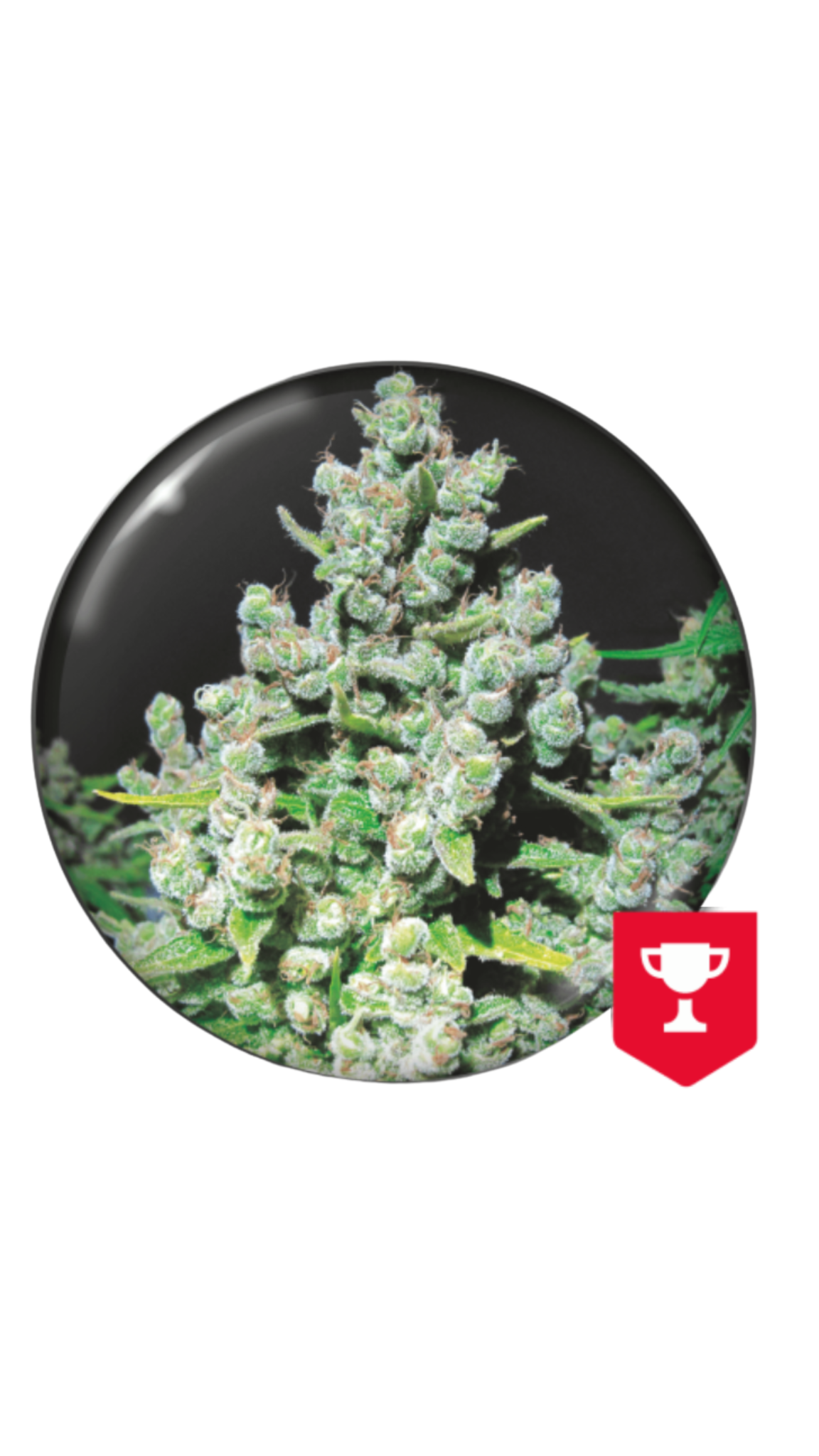 MALAKOFF FEM X3 MEDICAL SEEDS