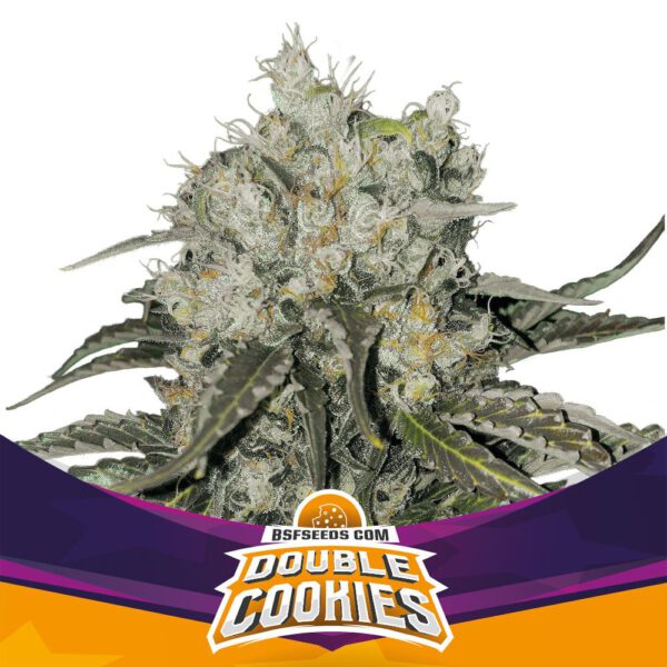 DOUBLE COOKIES FEM X100 BSF SEEDS