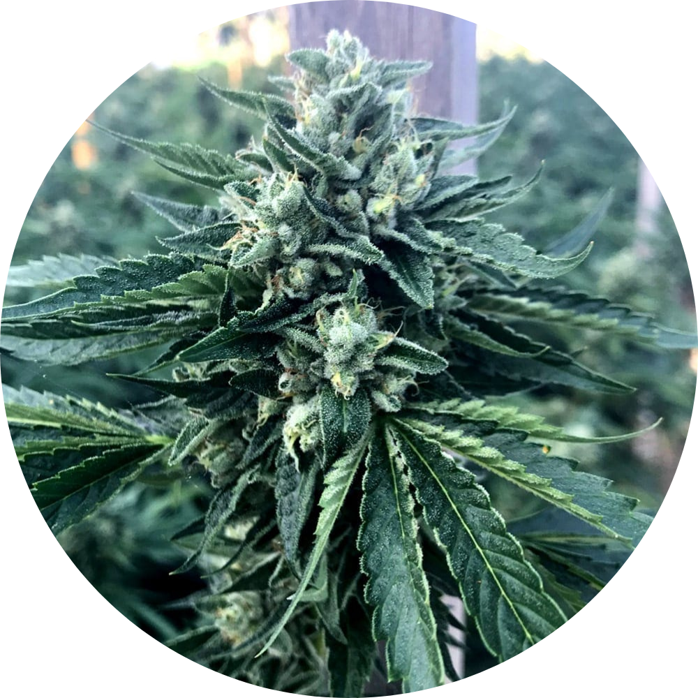 CINNAMON BUDDHA OG FEM X3 - HUMBOLDT