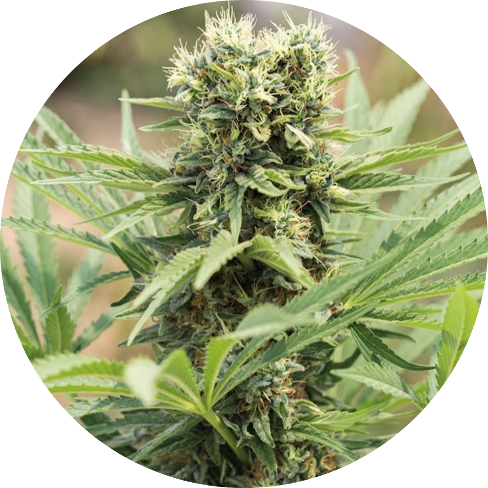 DEDOVERDE HAZE FEM X3 - HUMBOLDT SEED ORGANIZATION