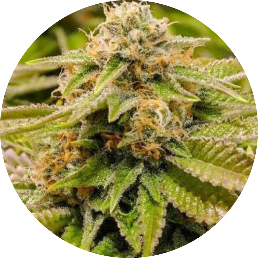 GORILLA BREATH FEM X3 - HUMBOLDT SEED ORGANIZATION