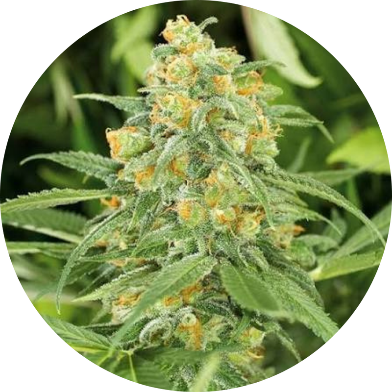 GREEN CRACK 2.0 FEM X3 - HUMBOLDT SEED ORGANIZATION-1