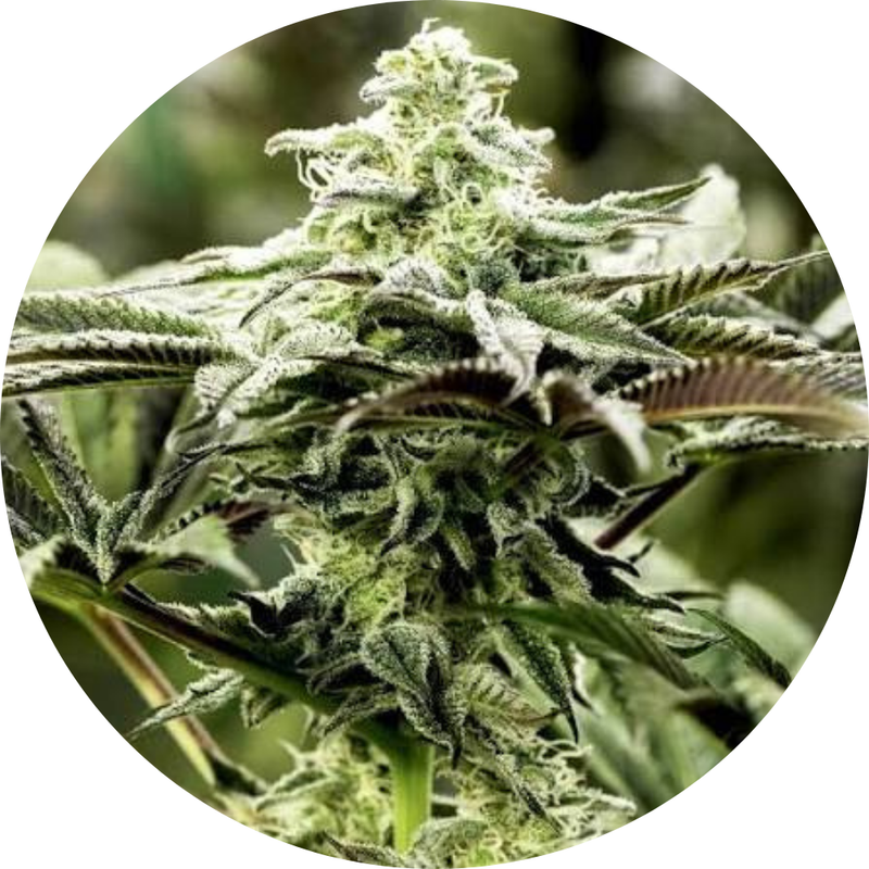 LEMON CITRON FEM X3 - HUMBOLDT SEED ORGANIZATION-1
