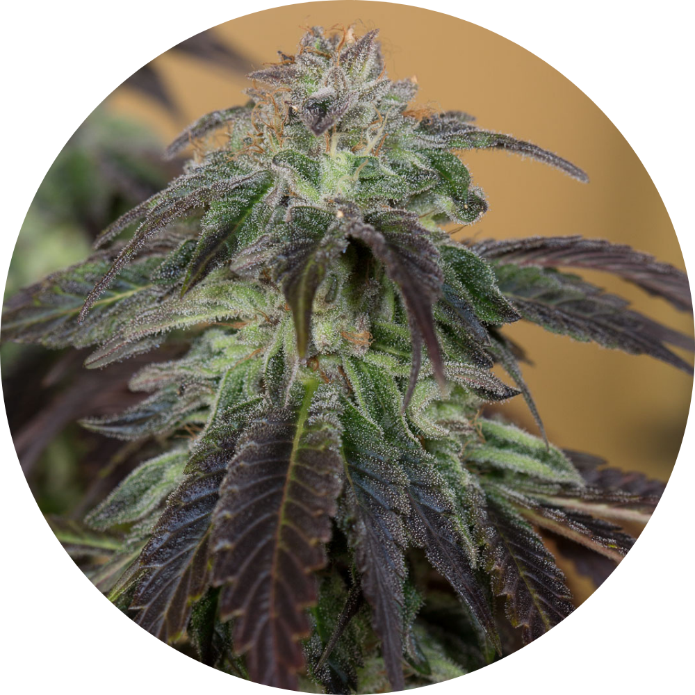 OG KUSH FEM X3 - HUMBOLDT SEED ORGANIZATION