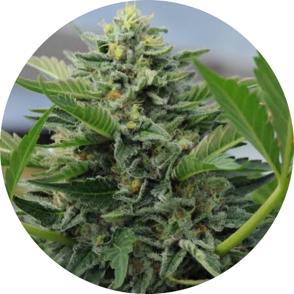 PINEAPPLE SKUNK FEM X3 - HUMBOLDT SEED ORGANIZATION-1
