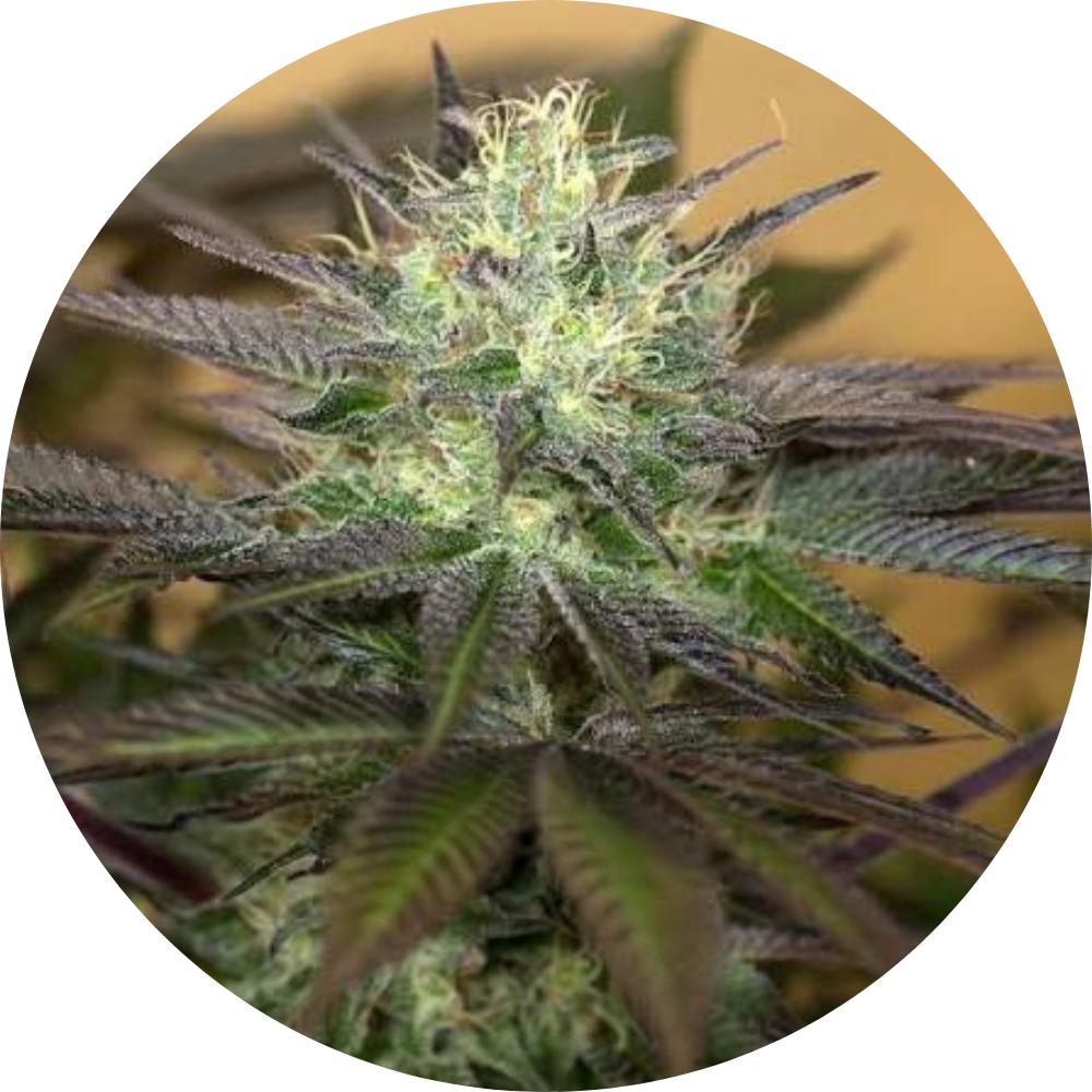 SAPPHIRE OG FEM X3 - HUMBOLDT SEED ORGANIZATION