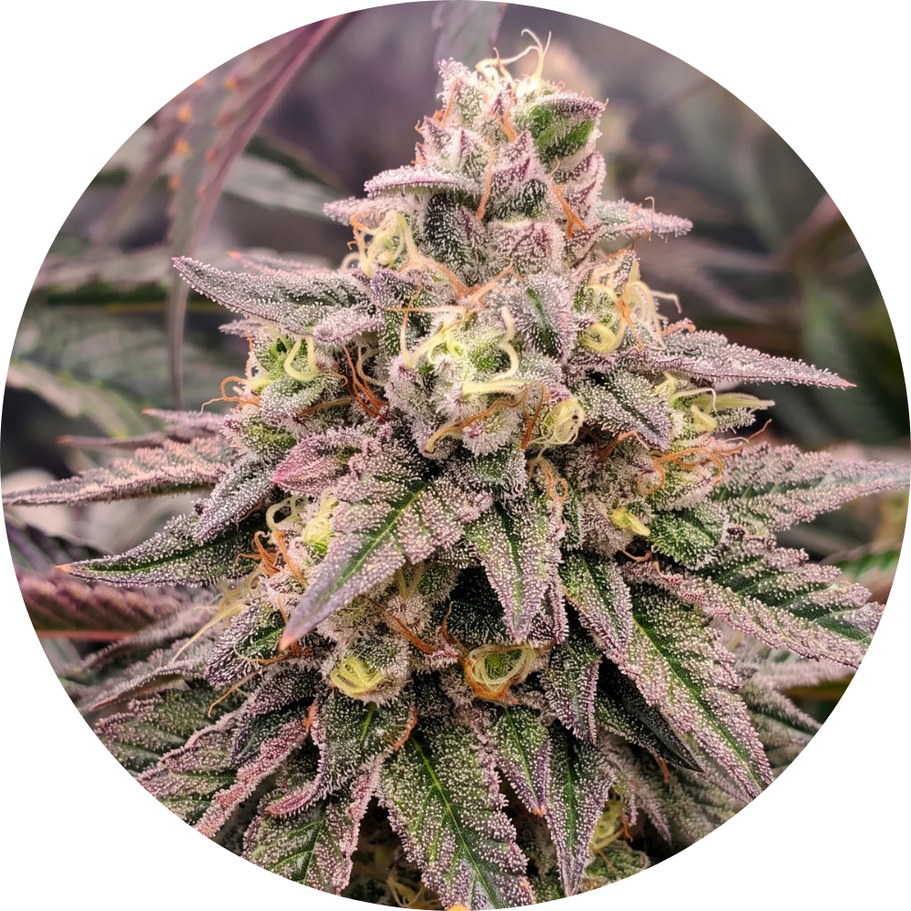 FORBIDDEN FRUIT FAST X3 - HUMBOLDT SEED ORGANIZATION
