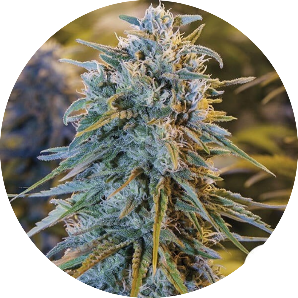 GEIST OG FAST X3 - HUMBOLDT SEED ORGANIZATION
