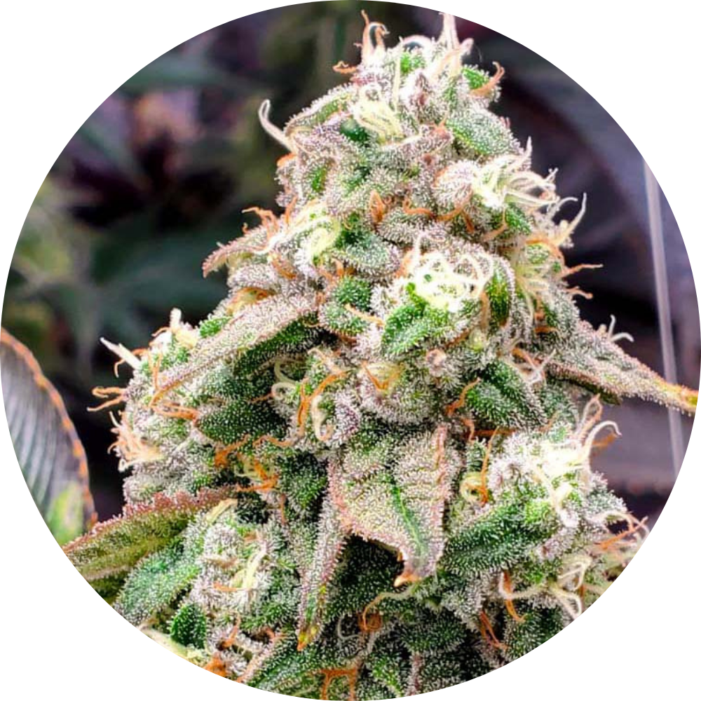 GUSHERS FAST X3 - HUMBOLDT SEED ORGANIZATION