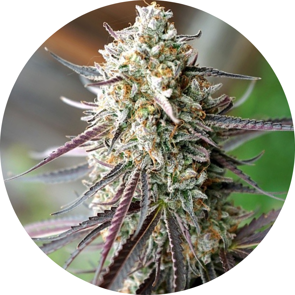 ICE CREAM CAKE FAST X3 - HUMBOLDT SEED ORGANIZATION