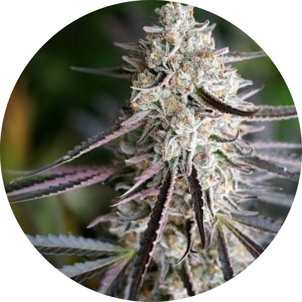 PEANUT BUTTER BREATH FAST X3 - HUMBOLDT SEED ORGANIZATION-1