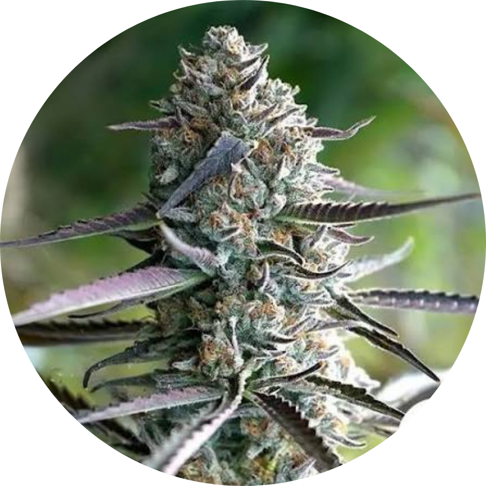 RUNTZ FAST X3 - HUMBOLDT SEED ORGANIZATION-1