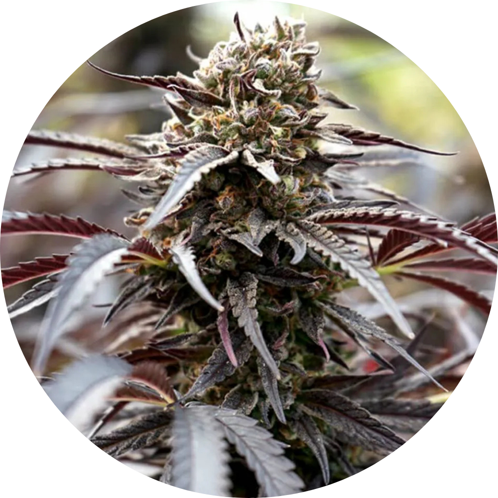 WHITE RUNTZ FAST X3 - HUMBOLDT SEED ORGANIZATION