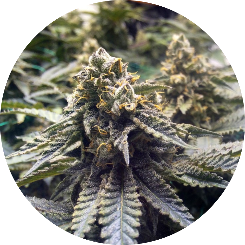 CHOCOLATE MINT OG 2.0 FEM X3 - HUMBOLDT SEED ORGANIZATION